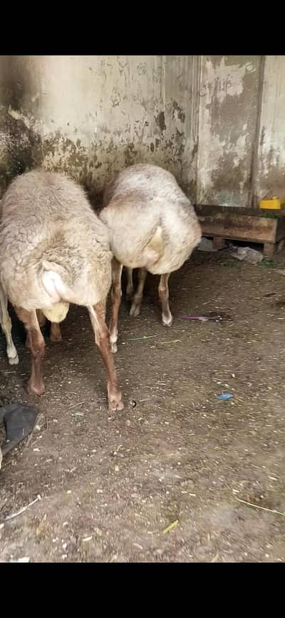 12 month turkey dumbe dono male bari chaki wale    03122535511