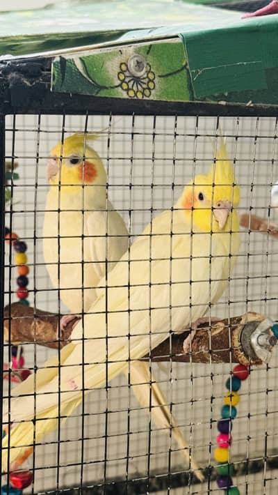 Cockatiel Yellow pair with nesting box