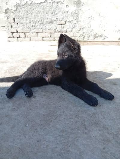 German shepherd long coat male puppy