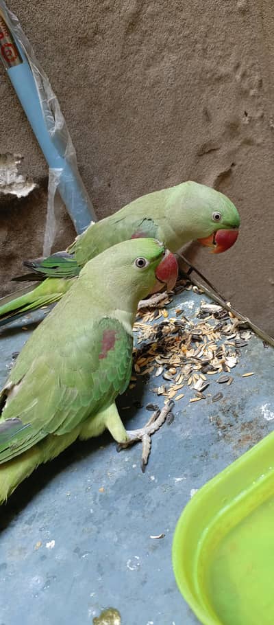 Pure Kashmiri Raw 2 piece