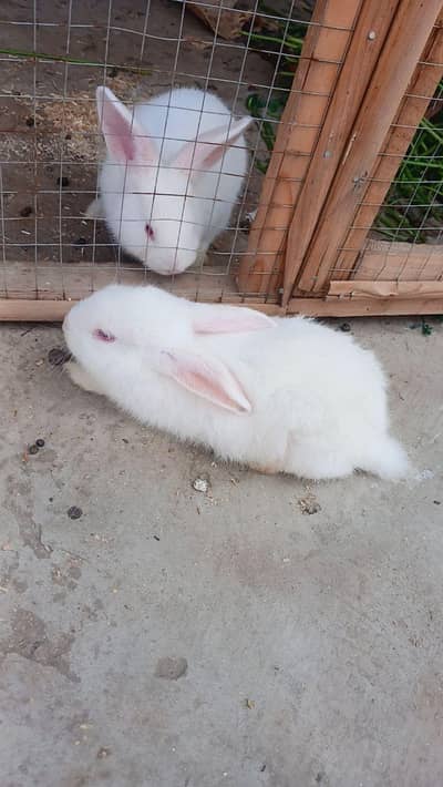newzeland rabbits red eyes rabbits 3 bacha ha