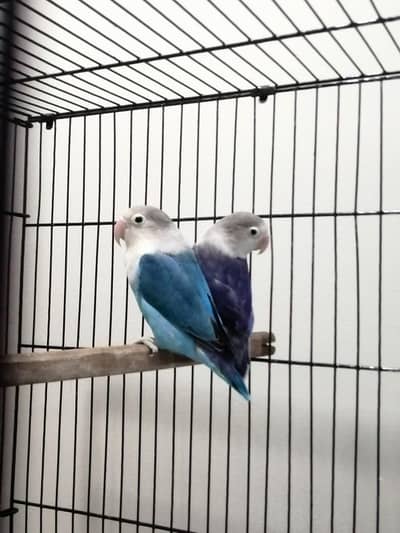 Cremino into Blue fisher with eggs