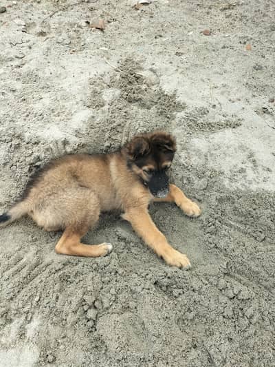 Sable Germen puppy for sale. . . Contact watsap