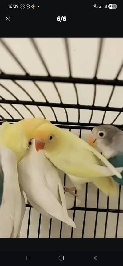 lovebirds  Cremino deckino parblue albino redeye blue fisher split ino