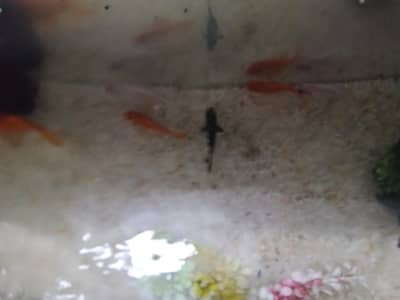 aquarium 2.5 width or 1.5length