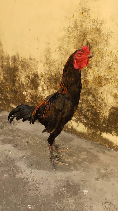 purre panus pakoya  breder 0328.5000860 murgy ki eyes mai motiya hy