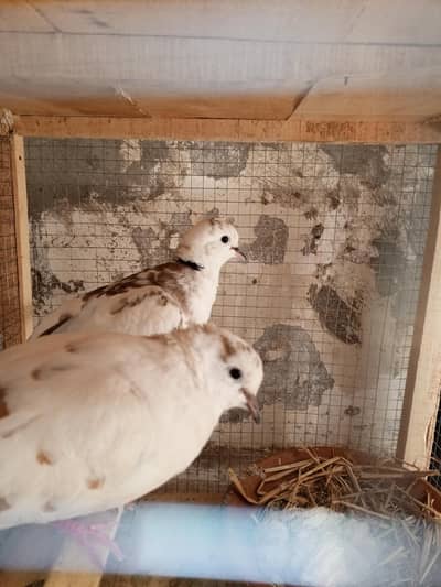Big pied dove breeder pair for sale with 2 chicks