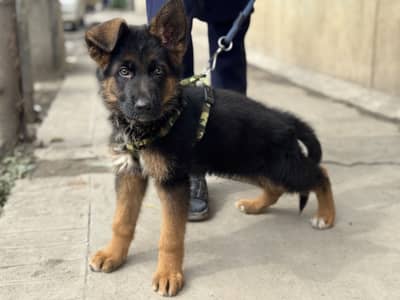 German Shepherd Dog Puppy Baby