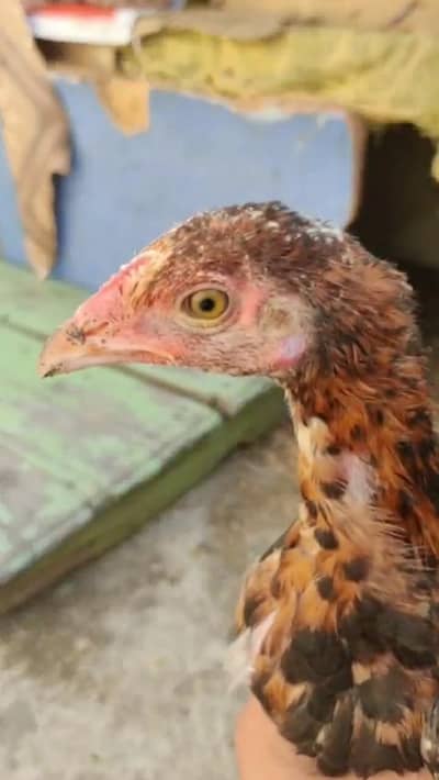 lakha aseel male for sell