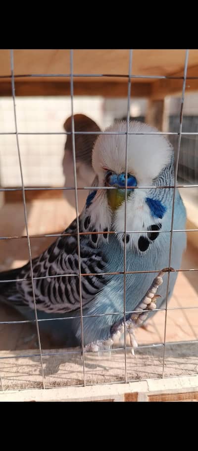 exhibition Breeder Pair – Healthy & Active for sale