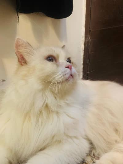 RAGDOLL FEMALE CAT
