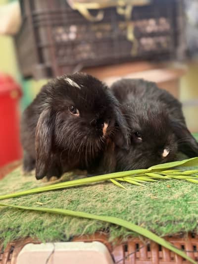 Holland loop punch face