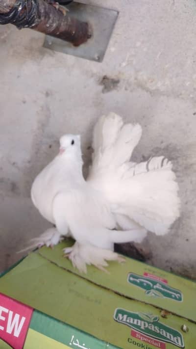 American laky available ha Indian bhi ha jis bahi ko chye rabta krye