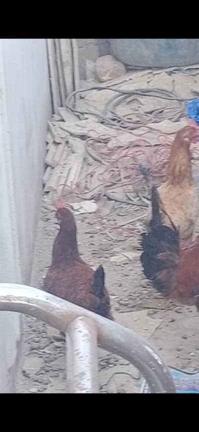 Golden Misri Murgia whatsapp Number 03*09*77*31*803