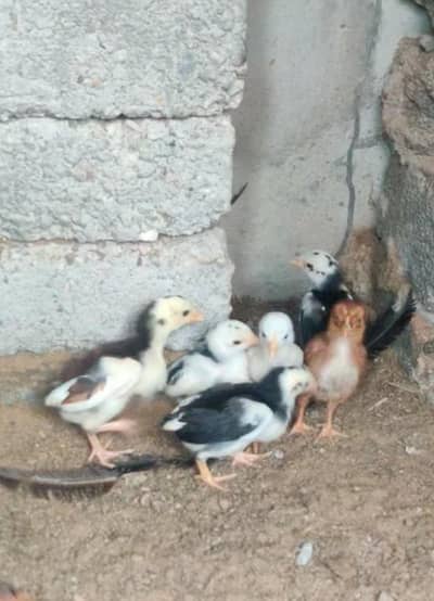 Quality Aseel Chicks Available  0324-7029776