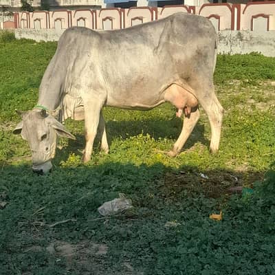 Cross cow milk 10kg sath wachi 10din ki sui asil sharif