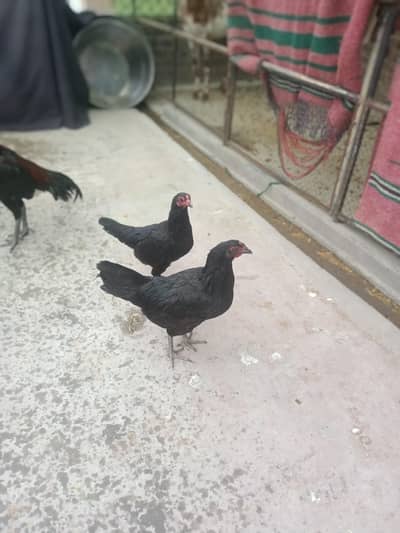 Aseel Desi Cross Egg Laying Hens