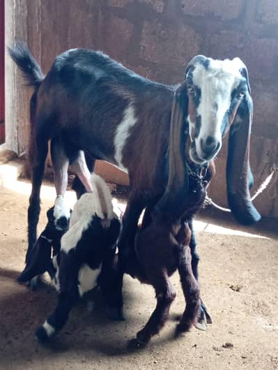 Beetal Cross With Kids 0324 3747300