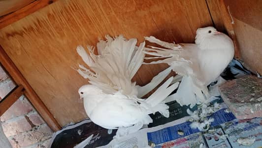 American pair for sale
