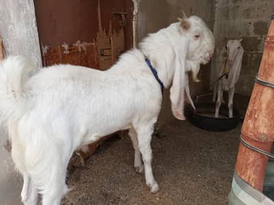 Goat for sale