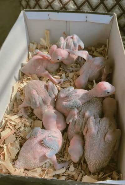Parrots chicks available for sale