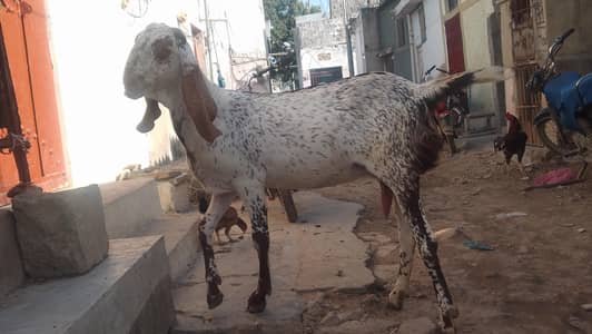 Makki  cheni Gabbn bakri