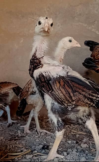 aseel chicks bach 6 available  chicks full active and A+ blood line
