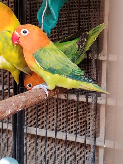 green opaline split ino split b1b2