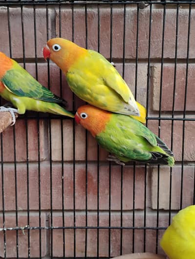 green opaline split ino split b1b2