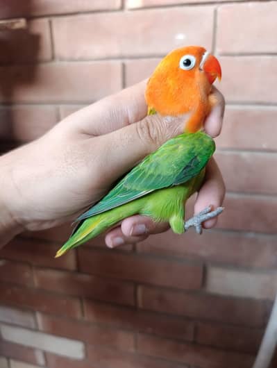 green opaline split palefellow patha