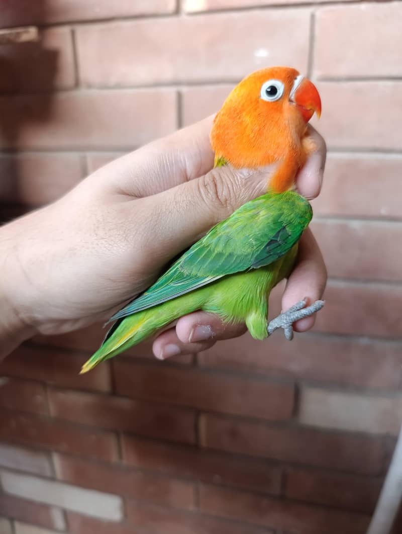 green opaline split ino split b1b2 2