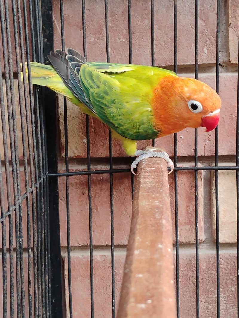 green opaline split ino split b1b2 3