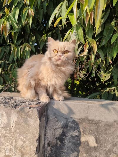 double coat percian cat