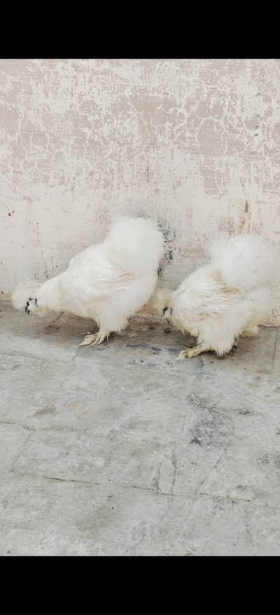 White silkie hens