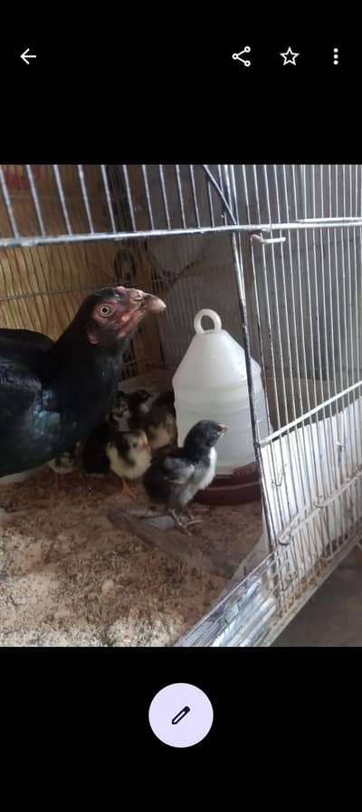 pure Thai chicks for sell