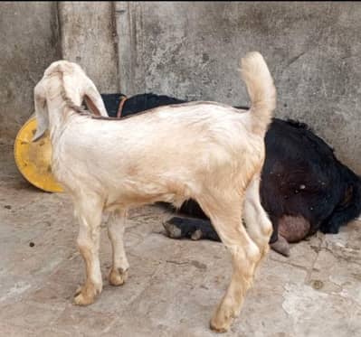 Desi Bakra double Haddi Rate Fnl Hy