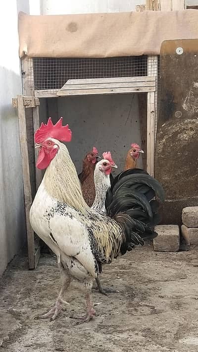 hens for sale