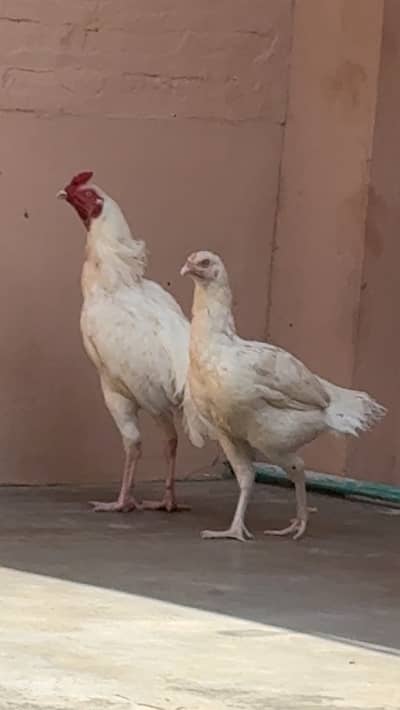 Pair Paper White Heera Patha and madi