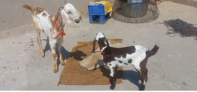 2 dant bakri with male bacha in Mianwali