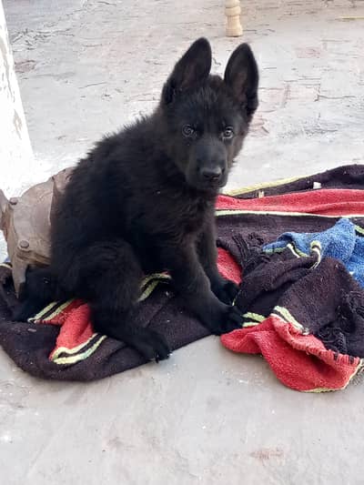 balck german shapherd female pup pink pidgre