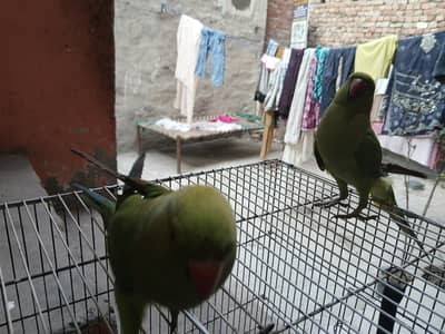 2 Green Neck With Cage chicks