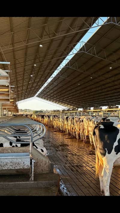 Job for Doctor of  veterinary medicines