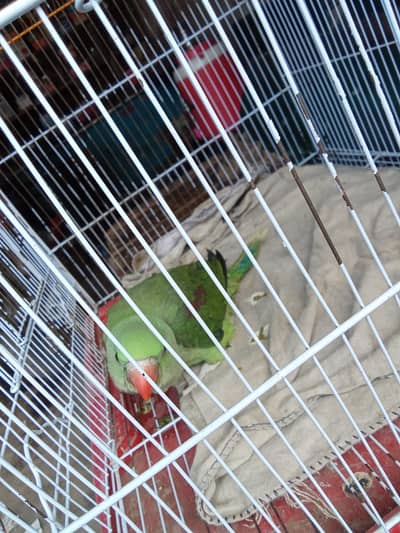 Raw pattot for handtame