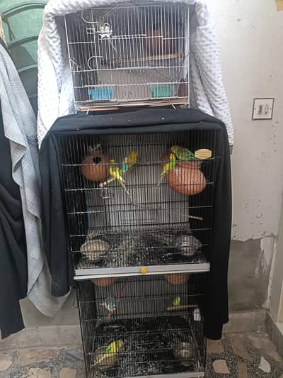 Budgies parrot for sale without cages