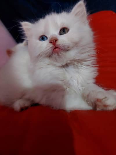Persian triple coat odd eyes females kittens
