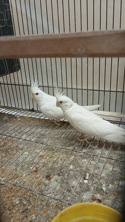 Eno White cockatiel | DNA certified | Healthy pair | Red eyes