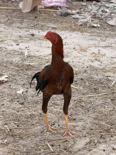 Aseel murgha for sale