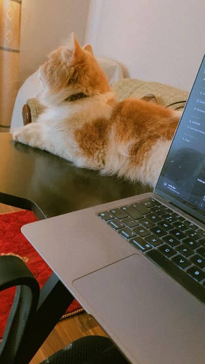 Persian male cat completely vaccinated healthy, active and playful