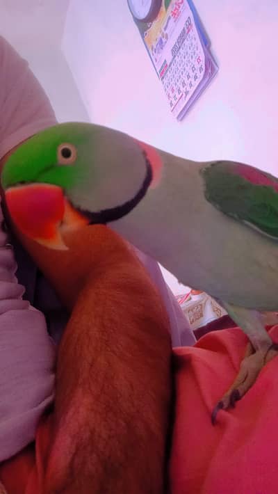 Raw talking parrot + aseel murga
