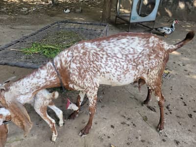 bakri or us k 2  mada bache